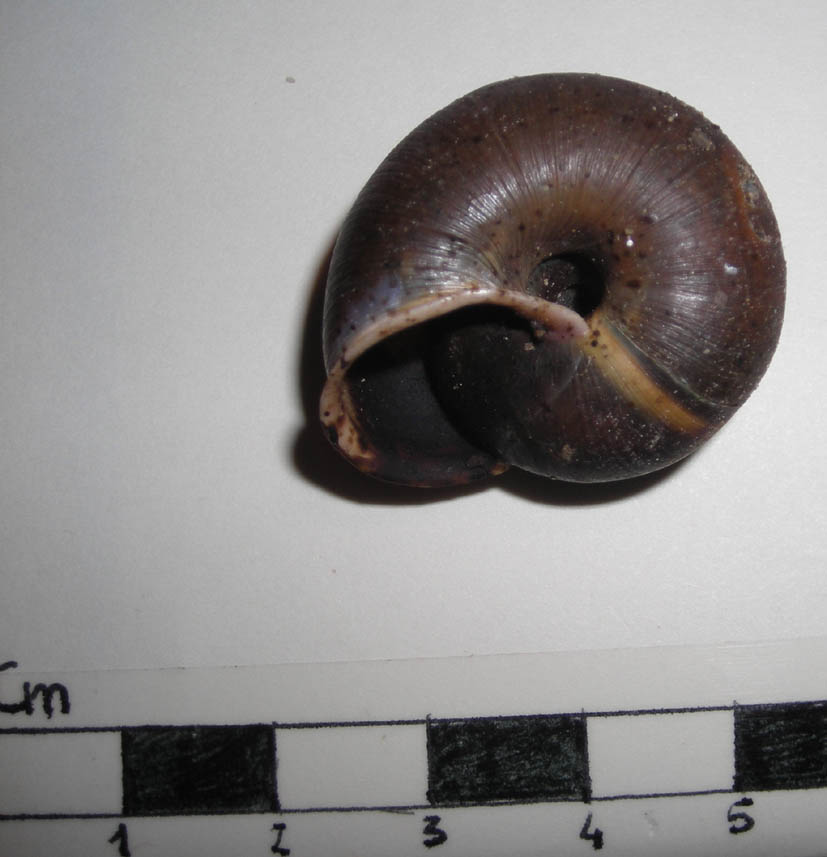 Conchiglia gasteropode da identificare
